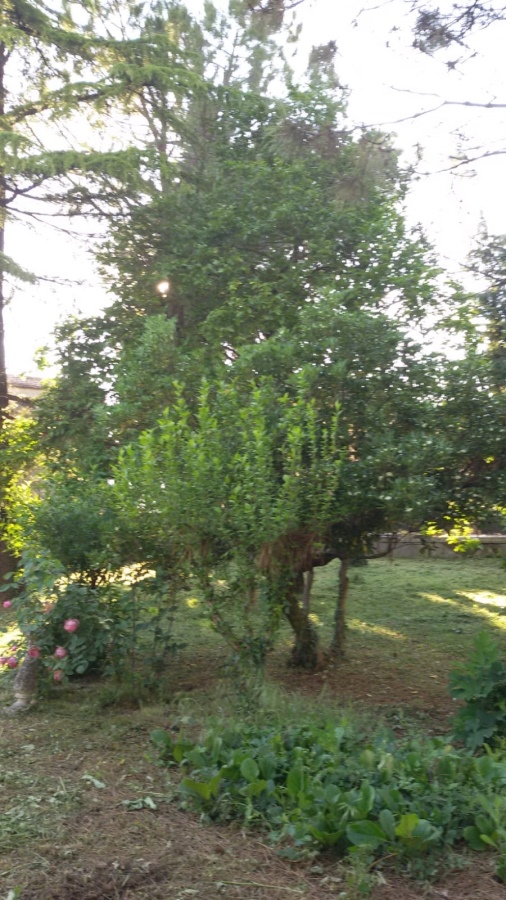 6 Bed, HouseFor Sale, Tregnago, Verona, Veneto