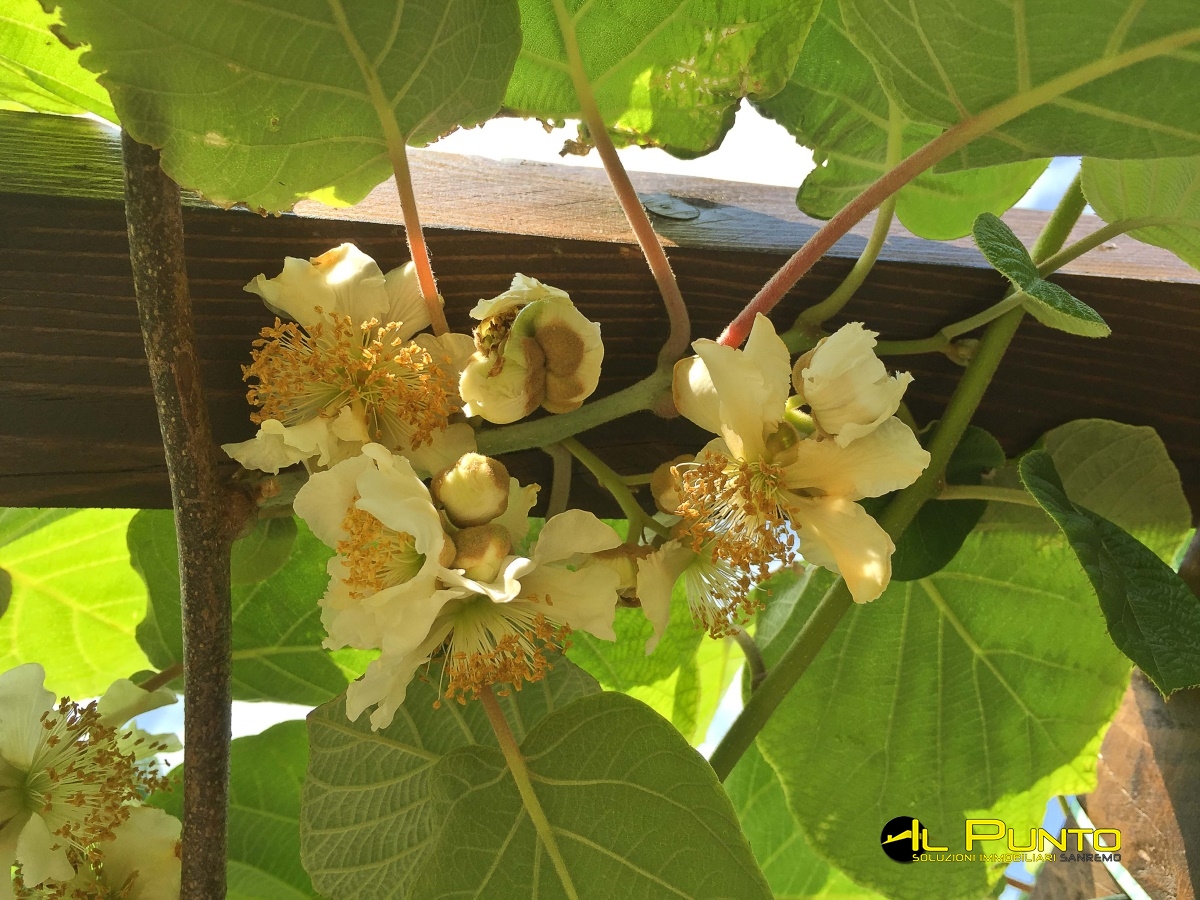 3 Bed, ApartmentFor Sale, Imperia, Liguria