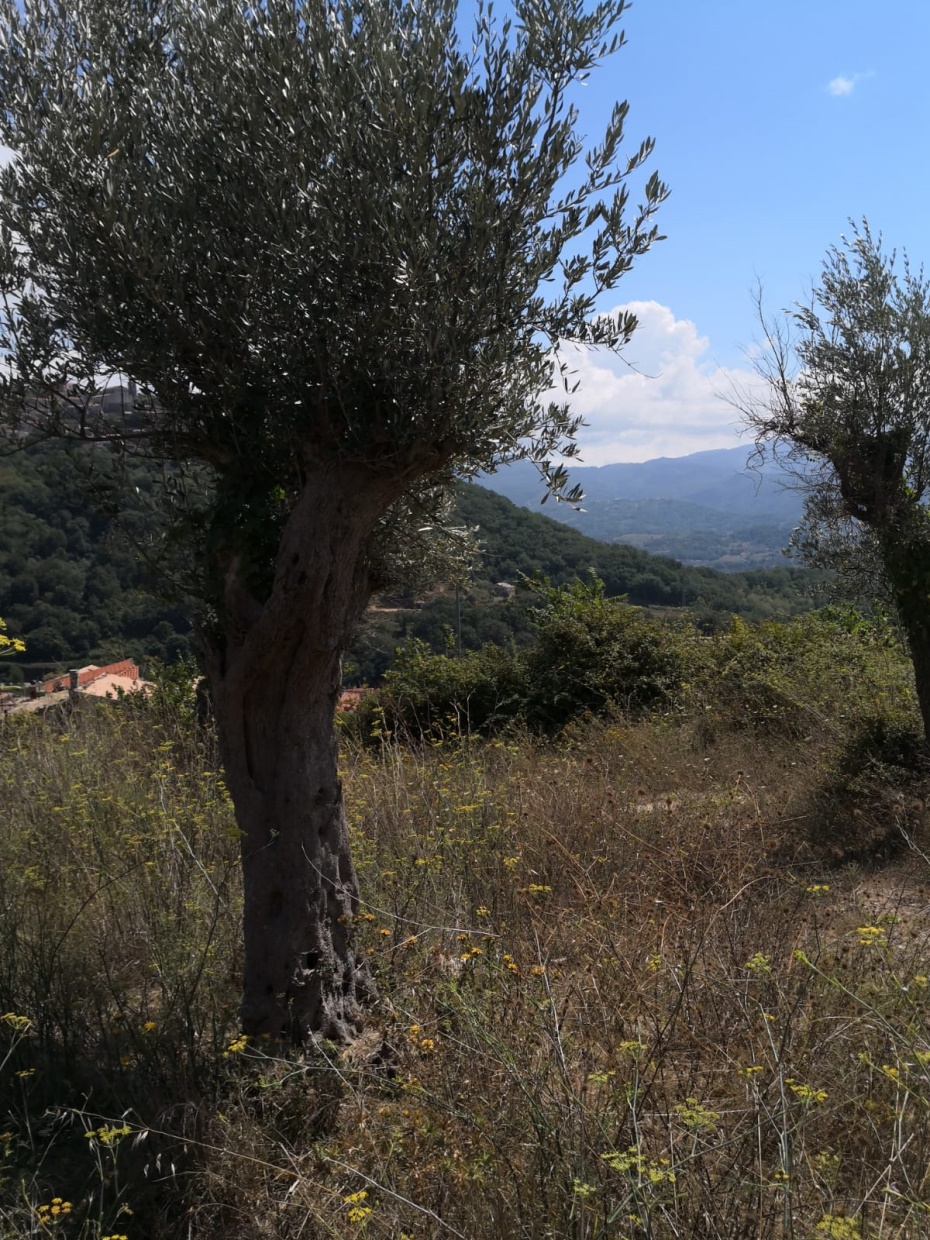 4 Bed, HouseFor Sale, Cosenza, Calabria 4 Bed, HouseFor Sale, Cosenza, Calabria