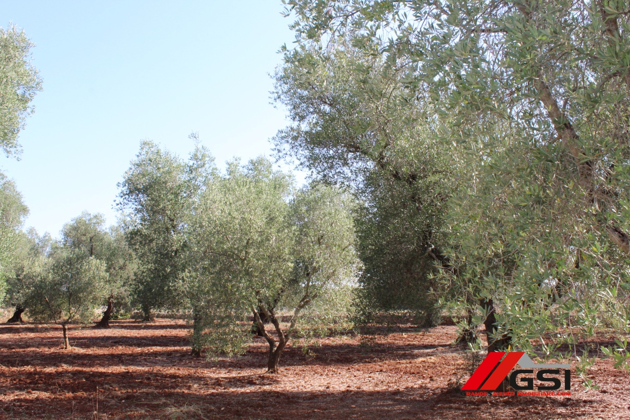 2 Bed, HouseFor Sale, Ceglie Messapica, Brindisi, Puglia 2 Bed, HouseFor Sale, Ceglie Messapica, Brindisi, Puglia