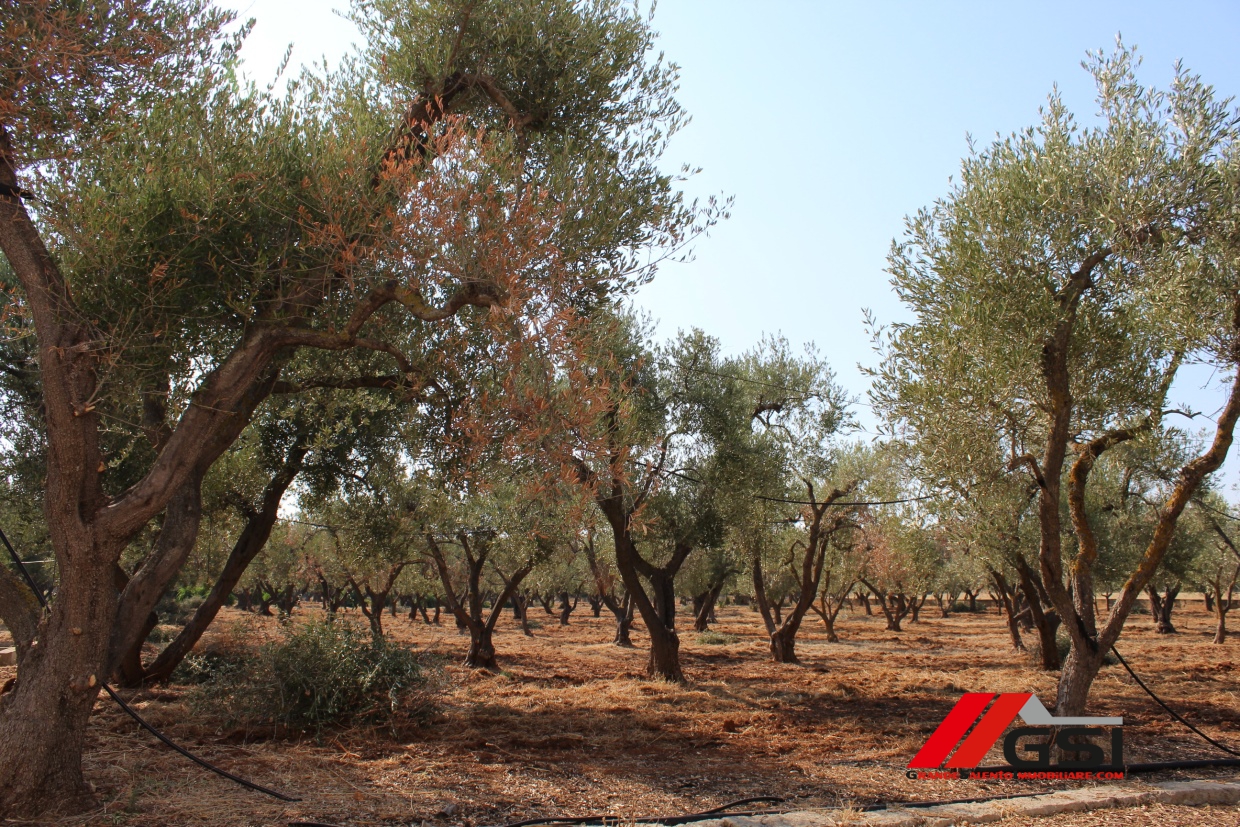 3 Bed, HouseFor Sale, Ostuni, Brindisi, Puglia 3 Bed, HouseFor Sale, Ostuni, Brindisi, Puglia