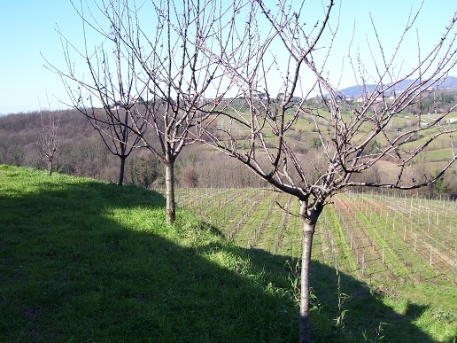 10 Bed, HouseFor Sale, Capannori, Lucca, Toscana 10 Bed, HouseFor Sale, Capannori, Lucca, Toscana