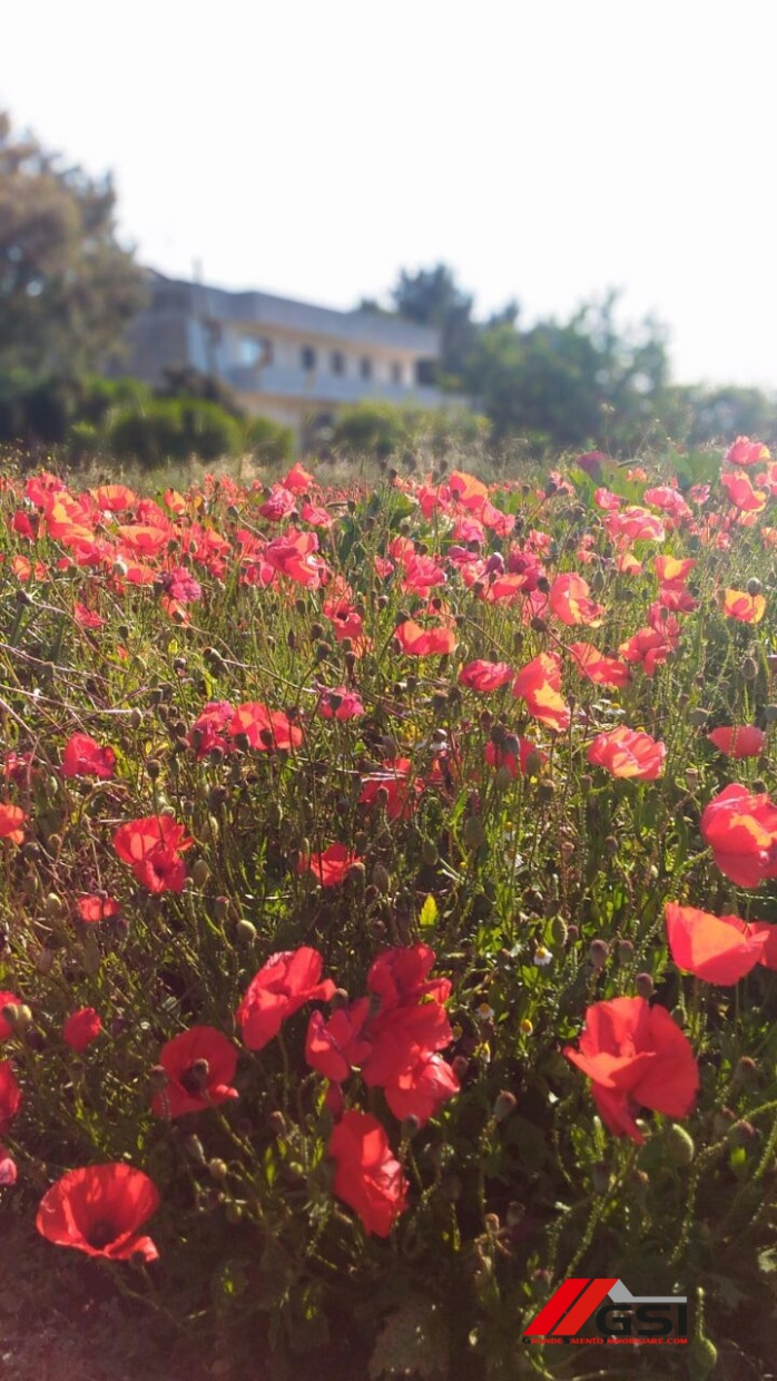 4 Bed, HouseFor Sale, San Vito dei Normanni, Brindisi, Puglia