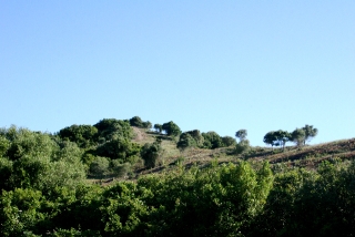 Land, For Sale Land, For Sale