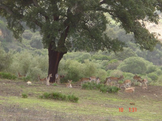 Land, For Sale Land, For Sale