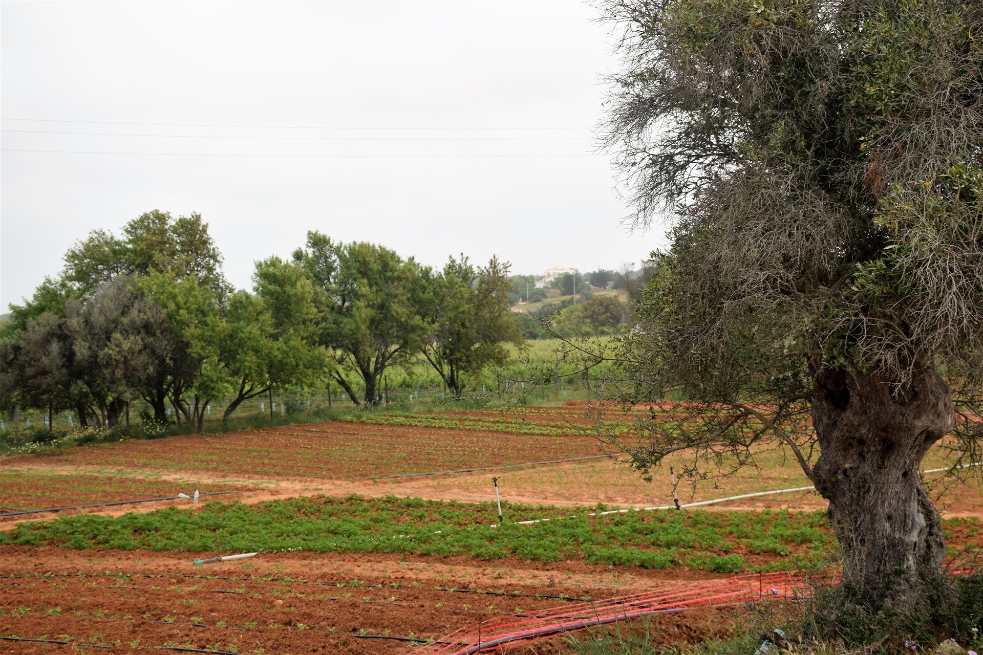 HouseFor Sale, Guia, Albufeira, Faro, 8200 HouseFor Sale, Guia, Albufeira, Faro, 8200