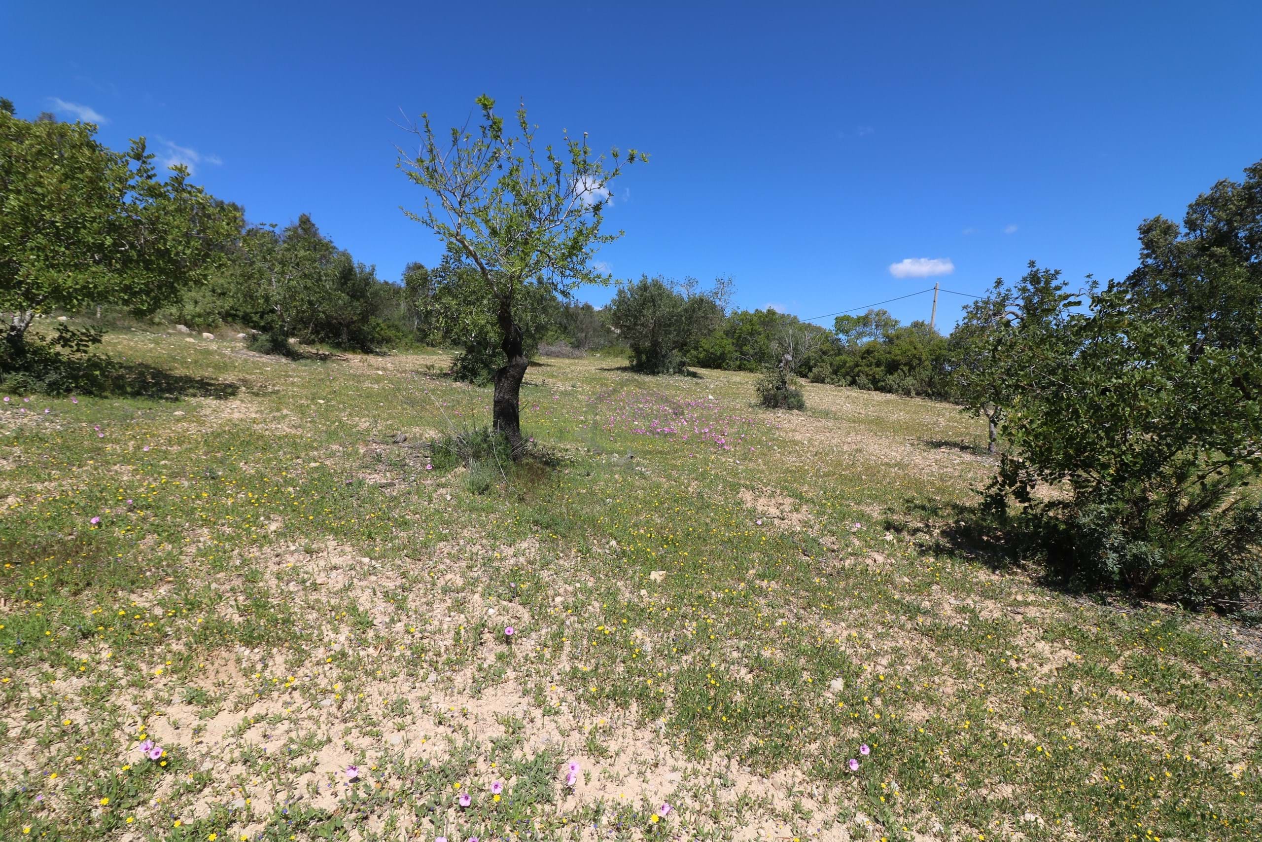 Land, For Sale