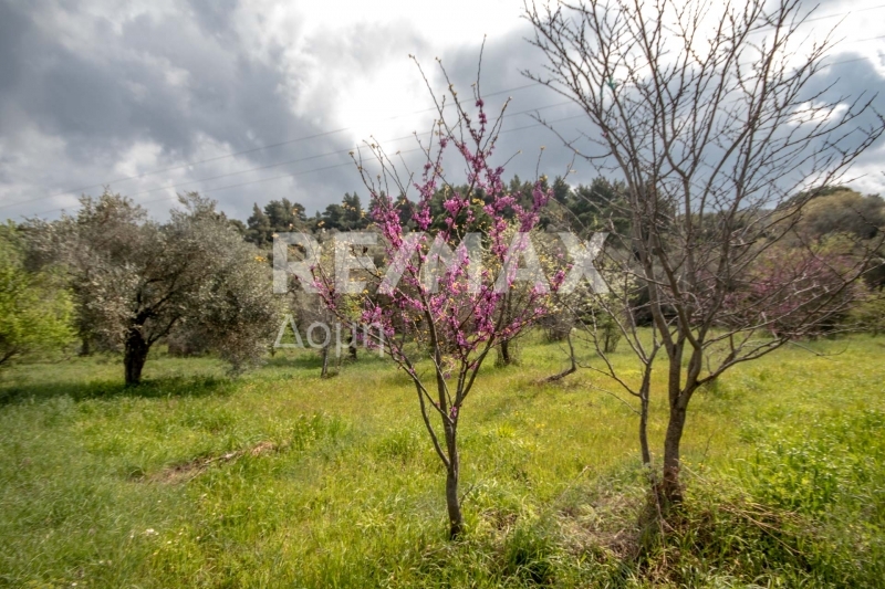 HouseFor Sale, Agios Georgios, Sipiada, Magnesia