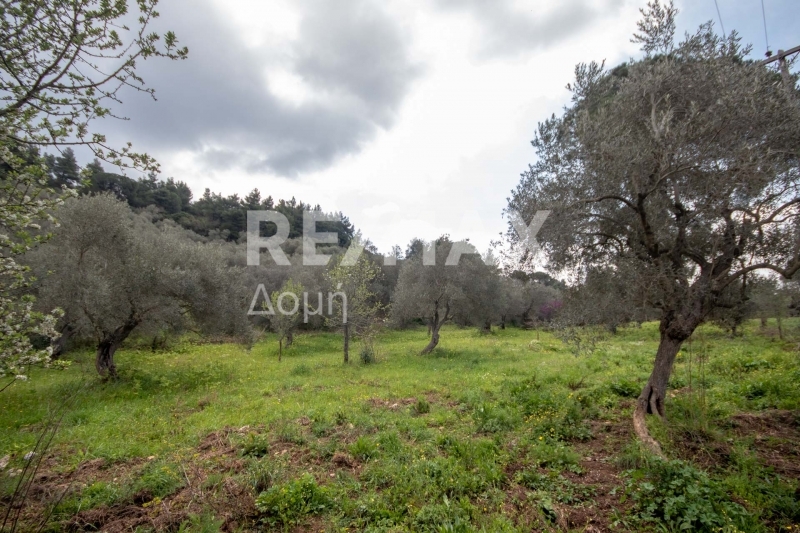 HouseFor Sale, Agios Georgios, Sipiada, Magnesia