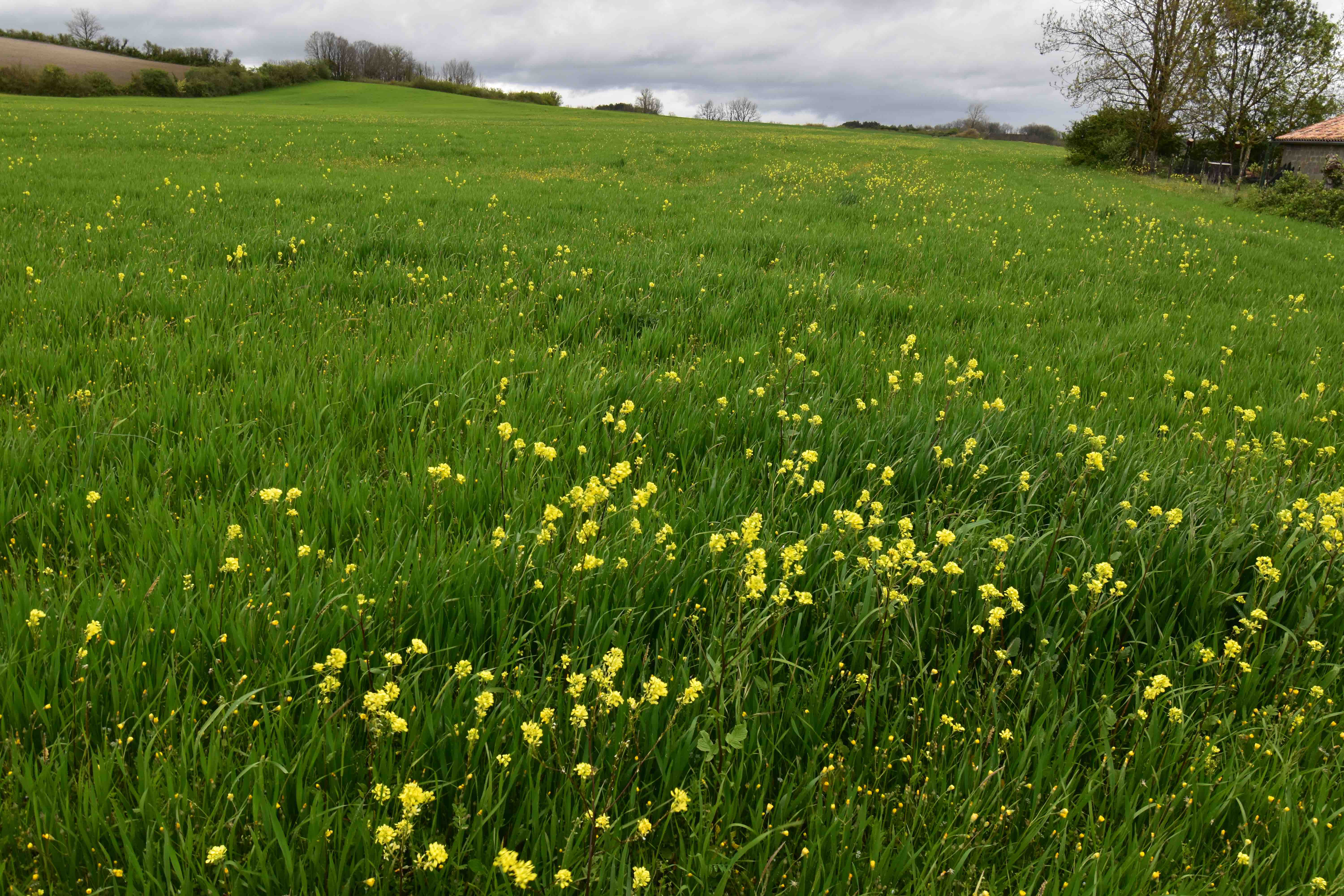 Land, For Sale Land, For Sale