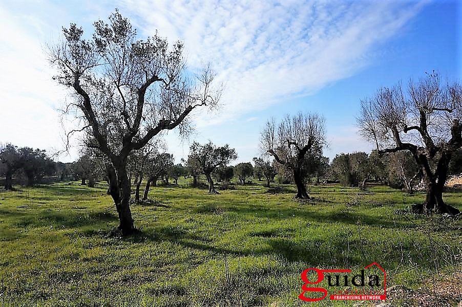 Land, For Sale Land, For Sale