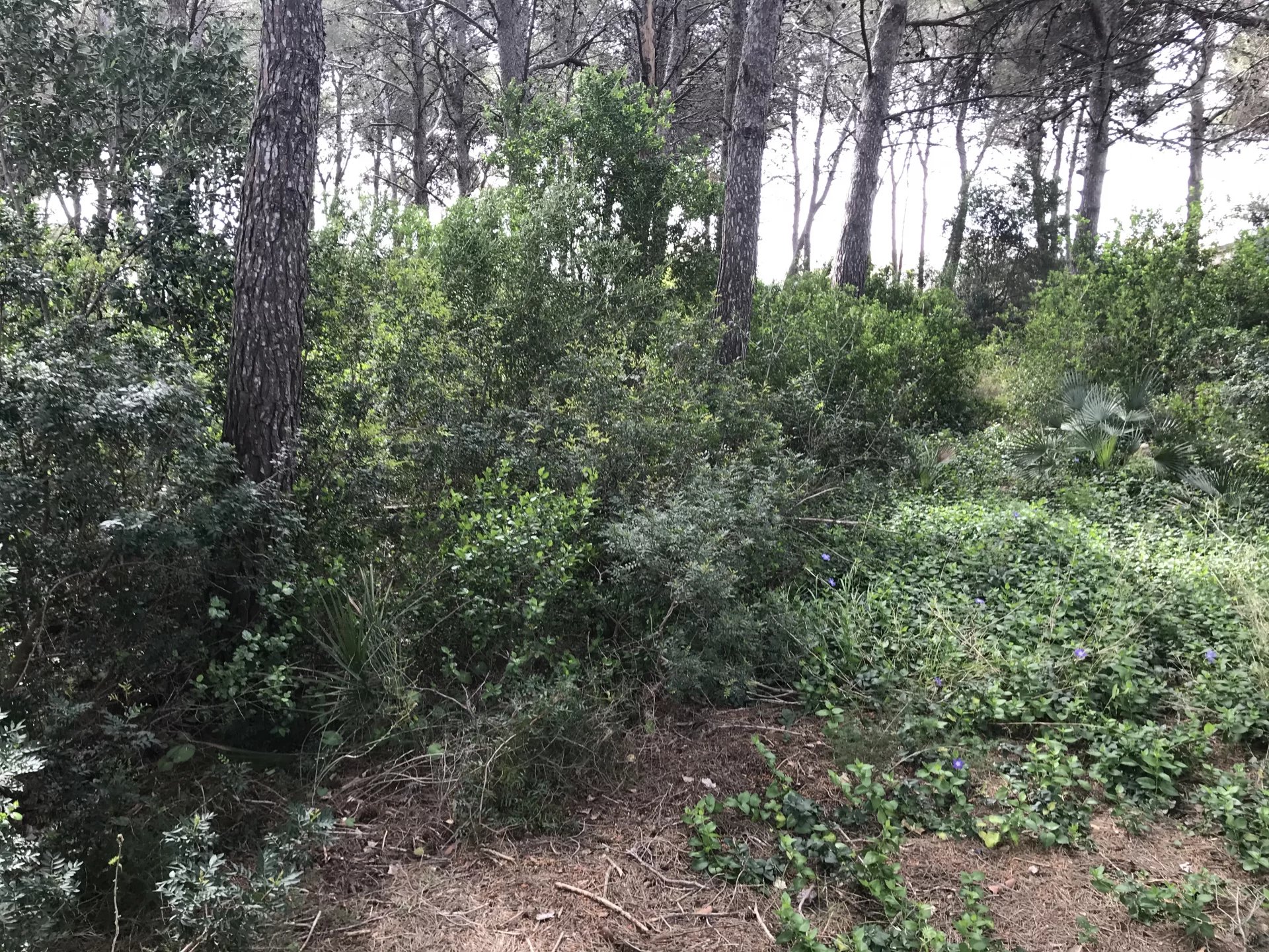 Land, For Sale Land, For Sale