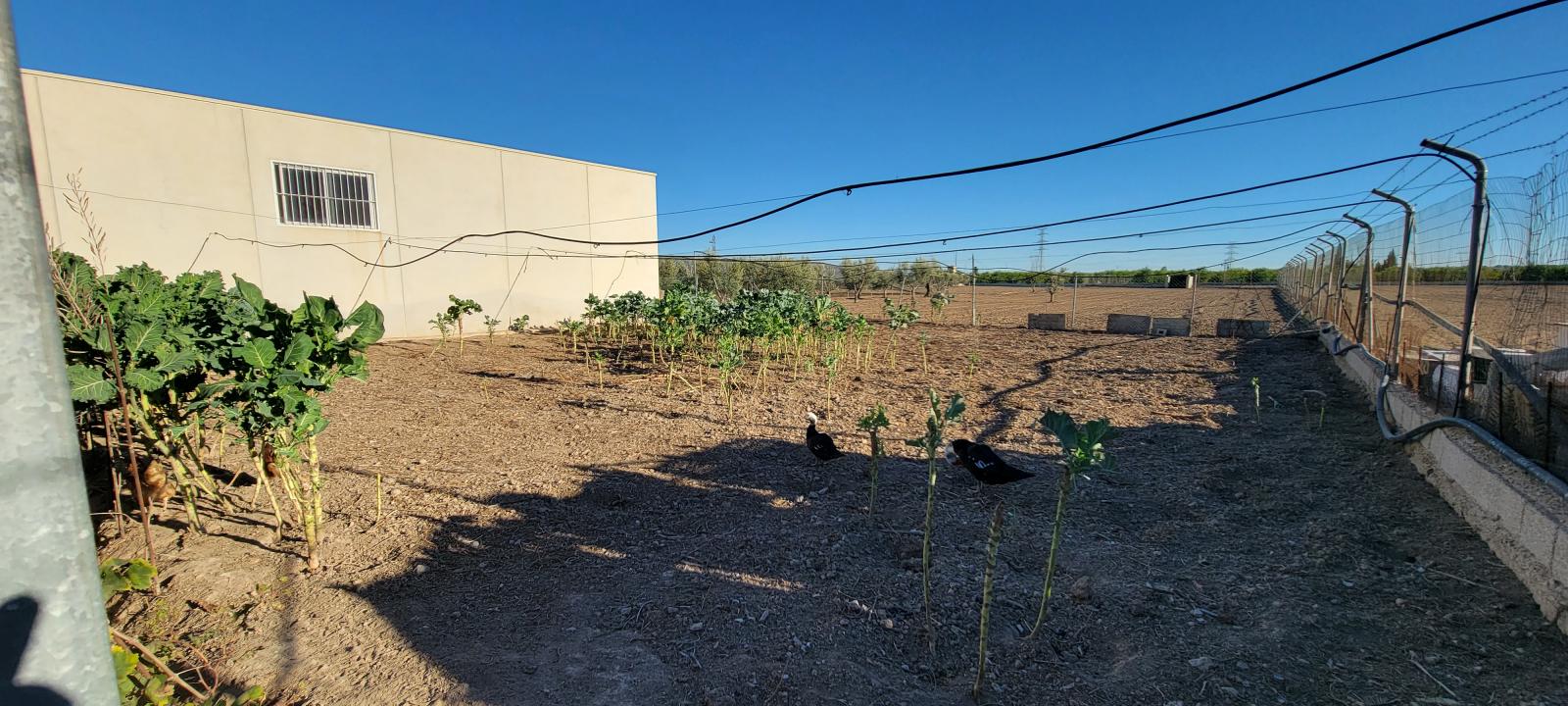 1 Bed, 1 Bath, HouseFor Sale, San Miguel de Salinas, Alicante