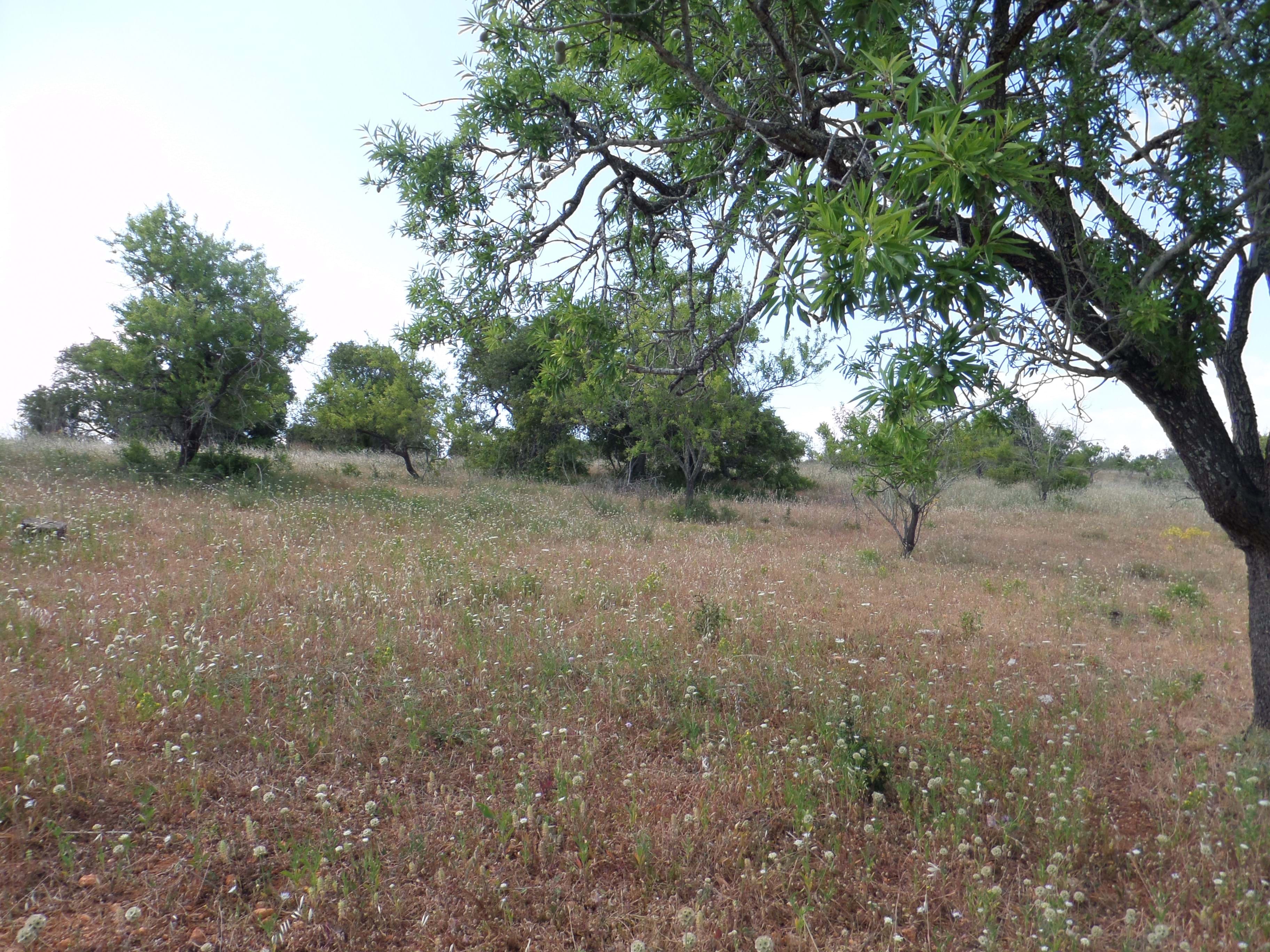 Land, For Sale