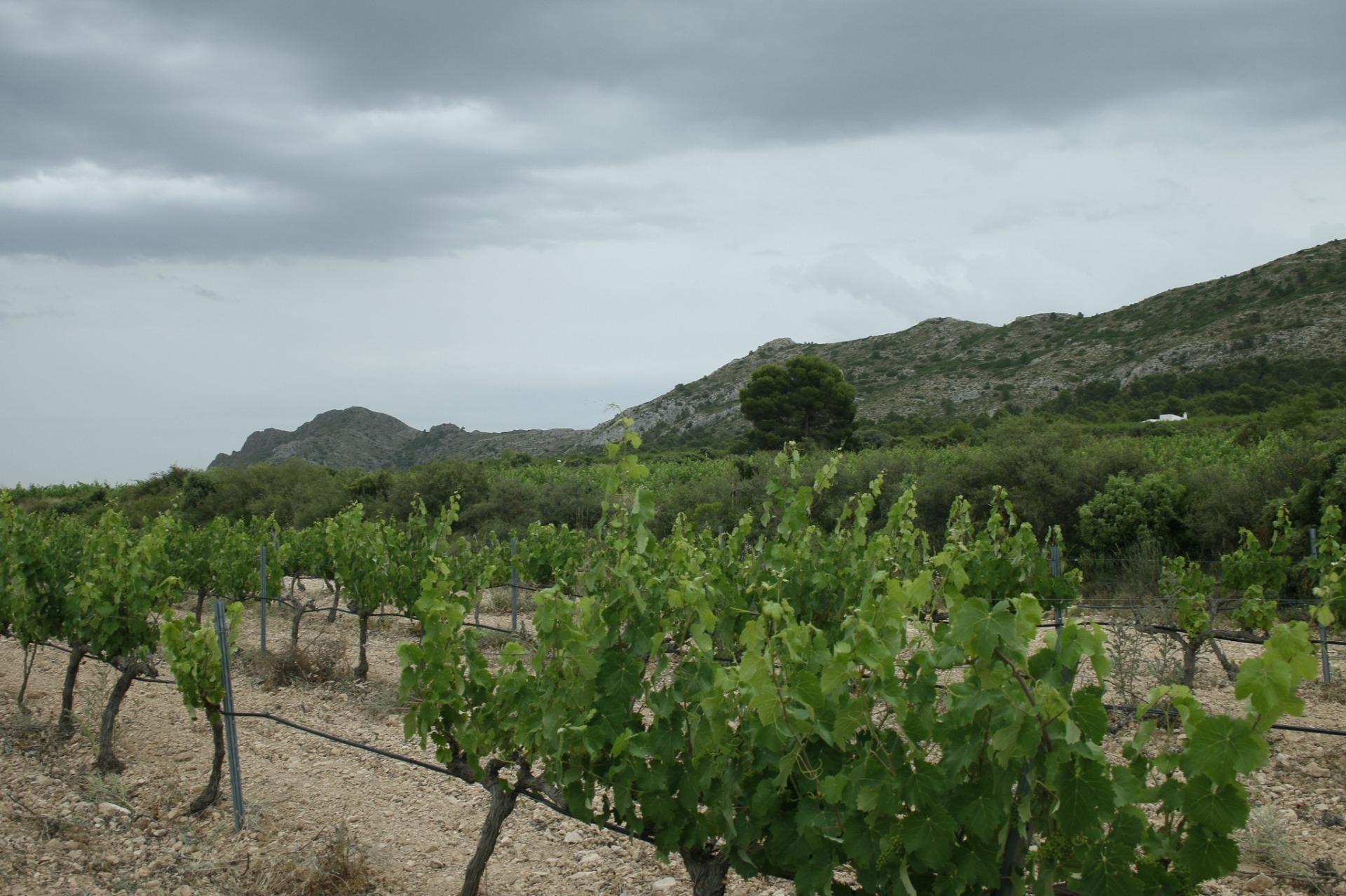 6 Bed, 5 Bath, HouseFor Sale, Yecla, Murcia 6 Bed, 5 Bath, HouseFor Sale, Yecla, Murcia