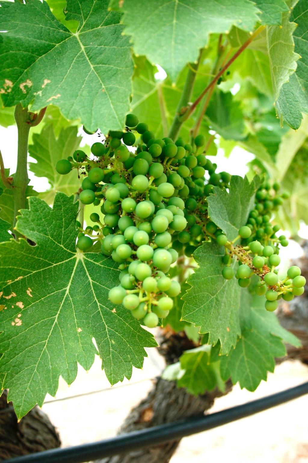 6 Bed, 5 Bath, HouseFor Sale, Yecla, Murcia 6 Bed, 5 Bath, HouseFor Sale, Yecla, Murcia