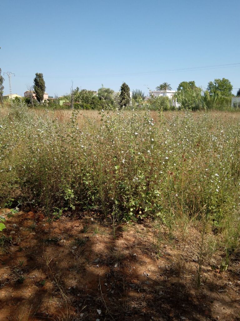 Land, For Sale Land, For Sale