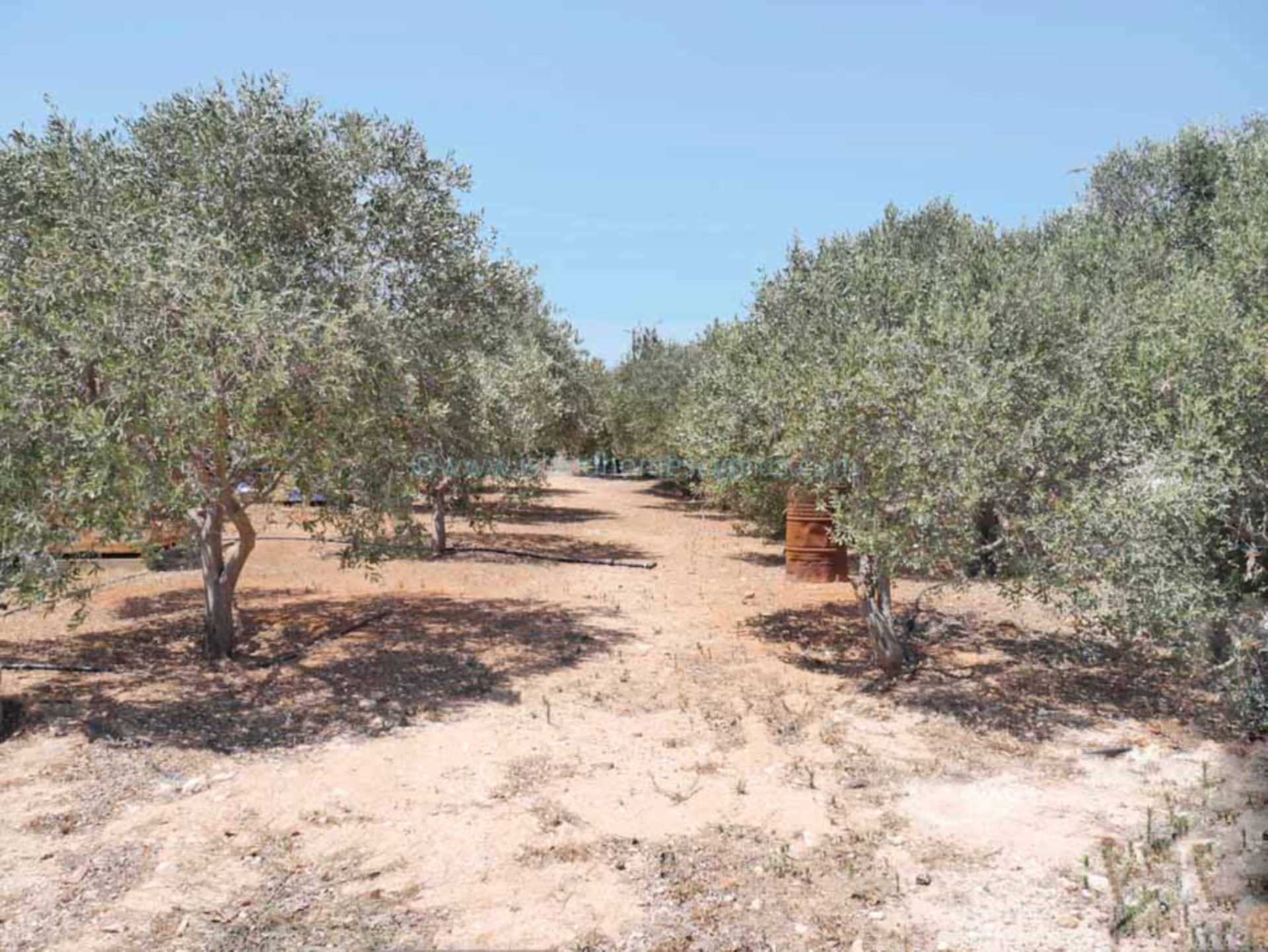 5 Bed, HouseFor Sale, Deryneia, Famagusta