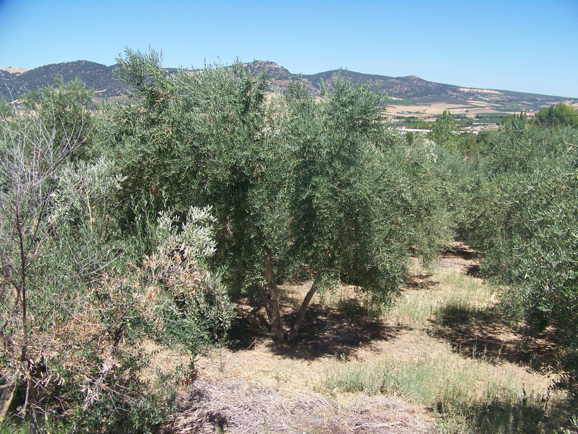 6 Bed, 2 Bath, HouseFor Sale, Arriate, Malaga, 29350