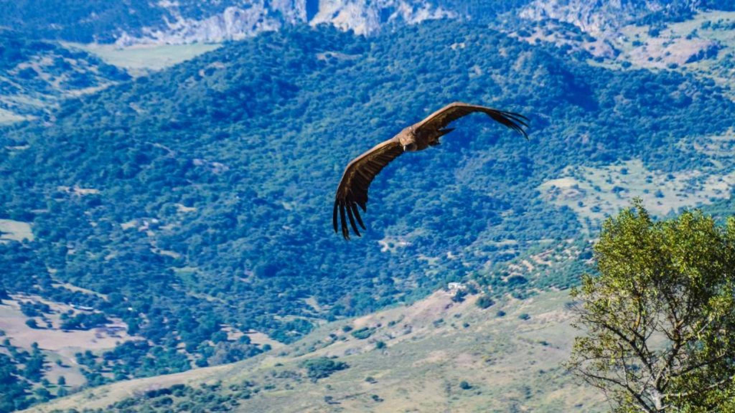 18 Bed, 16 Bath, HouseFor Sale, El Gastor, Cadiz, 11687