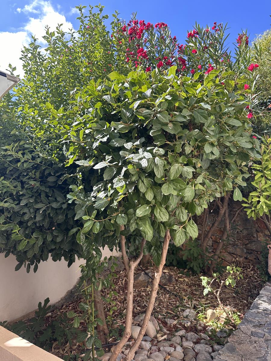 2 Bed, 2 Bath, HouseFor Sale, Chania, Crete