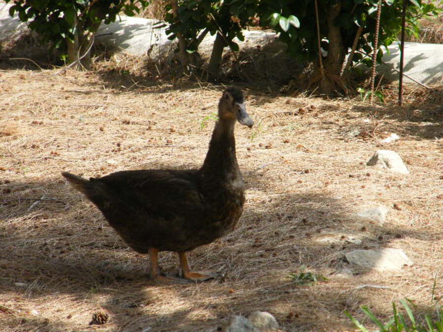 4 Bed, 3 Bath, HouseFor Sale, Daya Nueva, Alicante