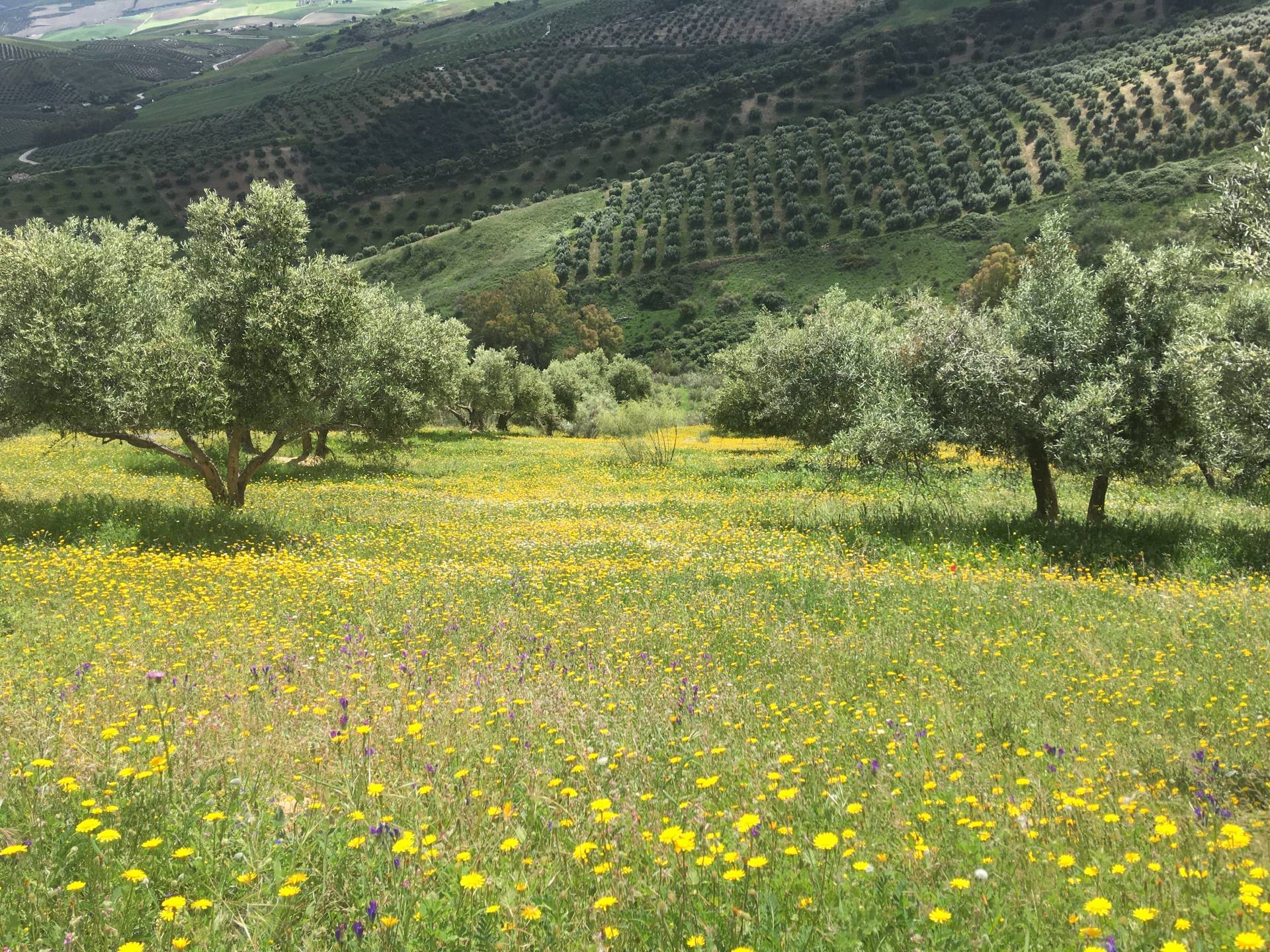 5 Bed, 4 Bath, HouseFor Sale, Montecorto, Malaga, 29430