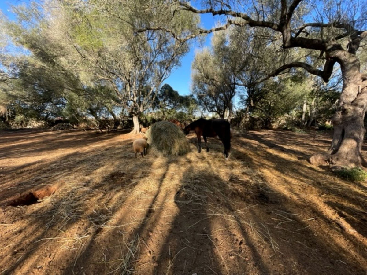 Land, For Sale
