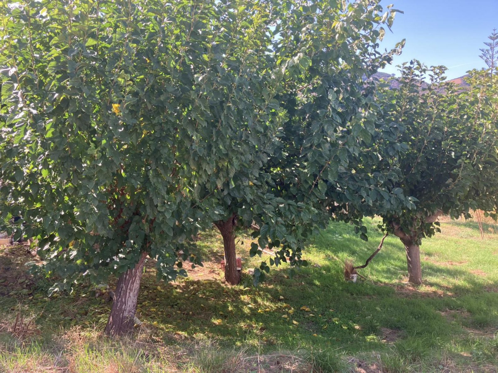 2 Bed, 1 Bath, HouseFor Sale, Chania, Crete