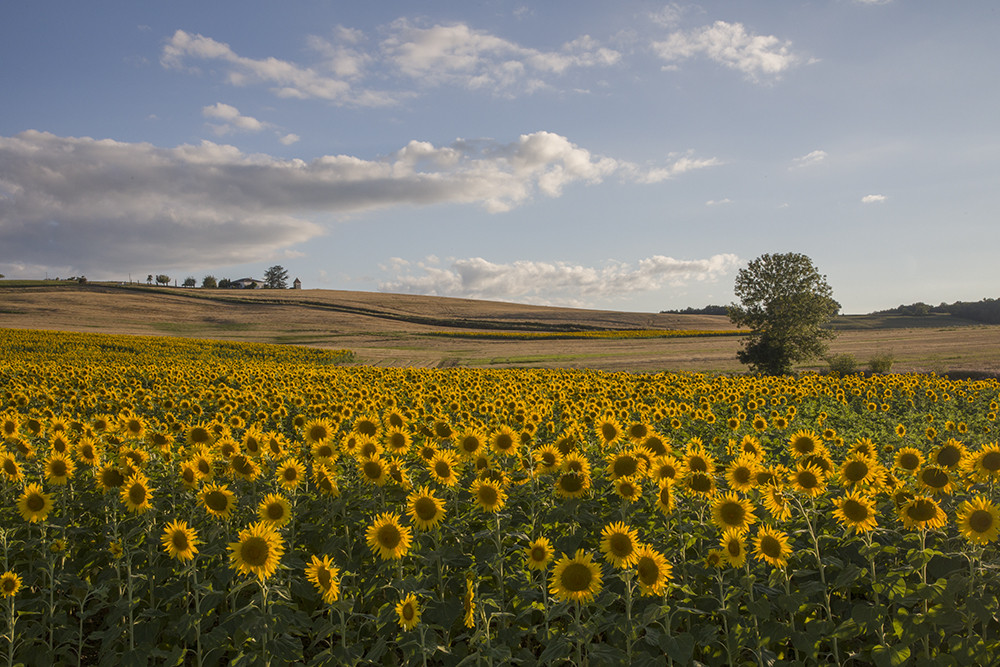 4 Bed, 2 Bath, HouseFor Sale, Cambes, Lot-et-Garonne, Aquitaine, 47350