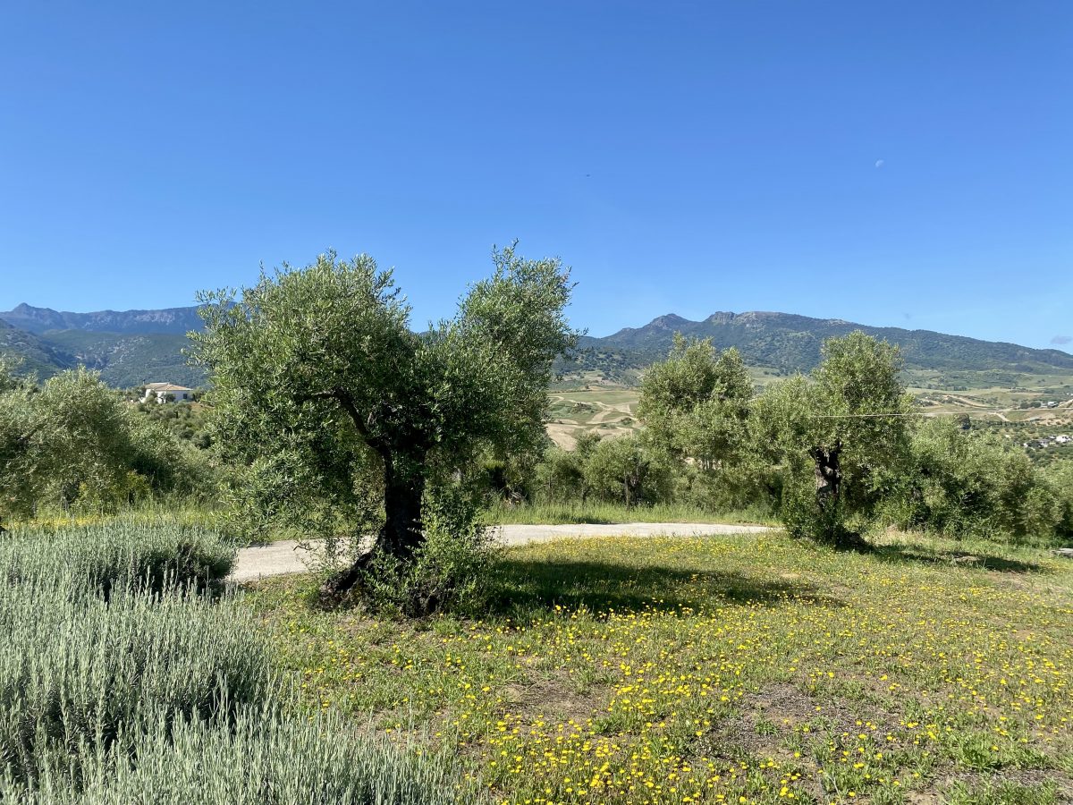 2 Bed, 2 Bath, HouseFor Sale, Algodonales, Andalucia