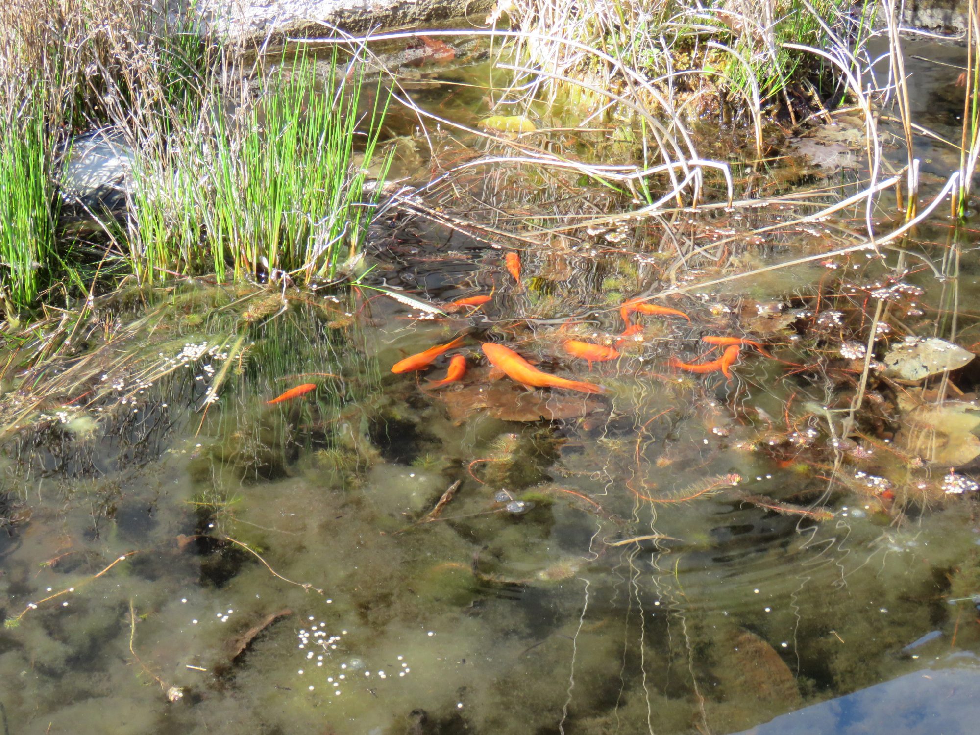 4 Bed, 1 Bath, HouseFor Sale, Thermes-Magnoac, Hautes-Pyrenees, Midi-Pyrenees, 65230