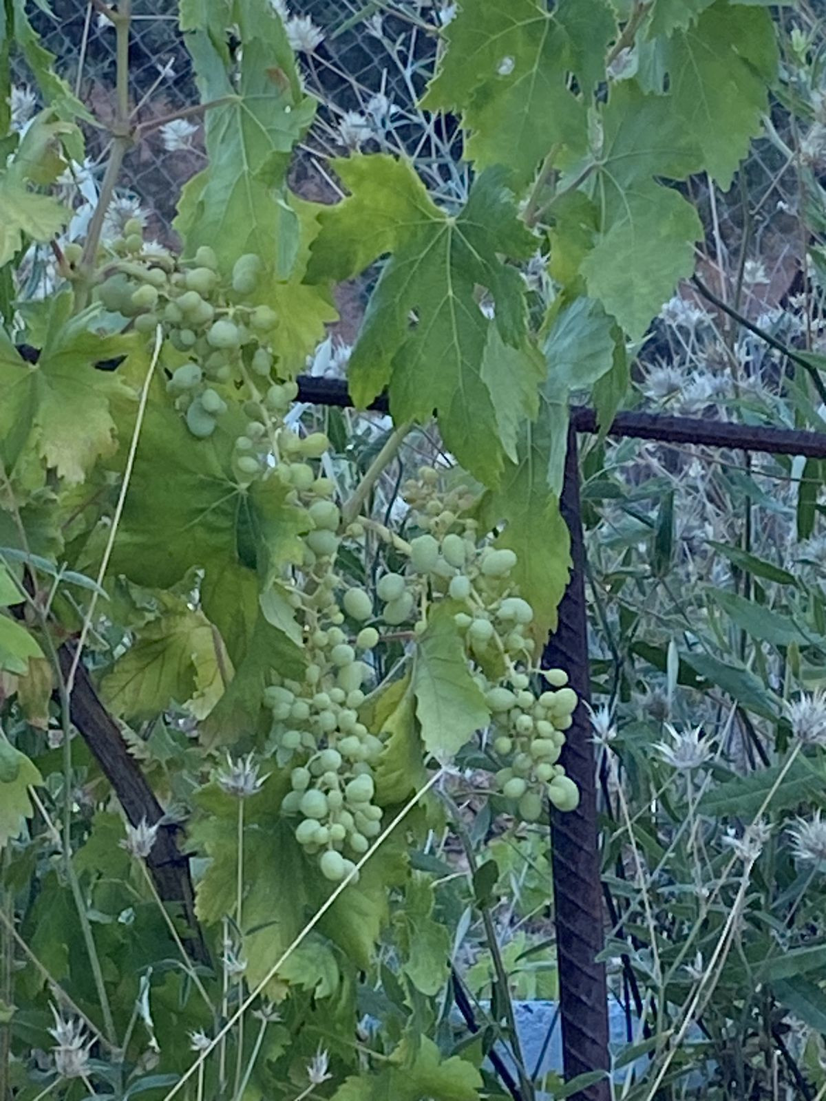 2 Bed, 1 Bath, HouseFor Sale, Monda, Malaga