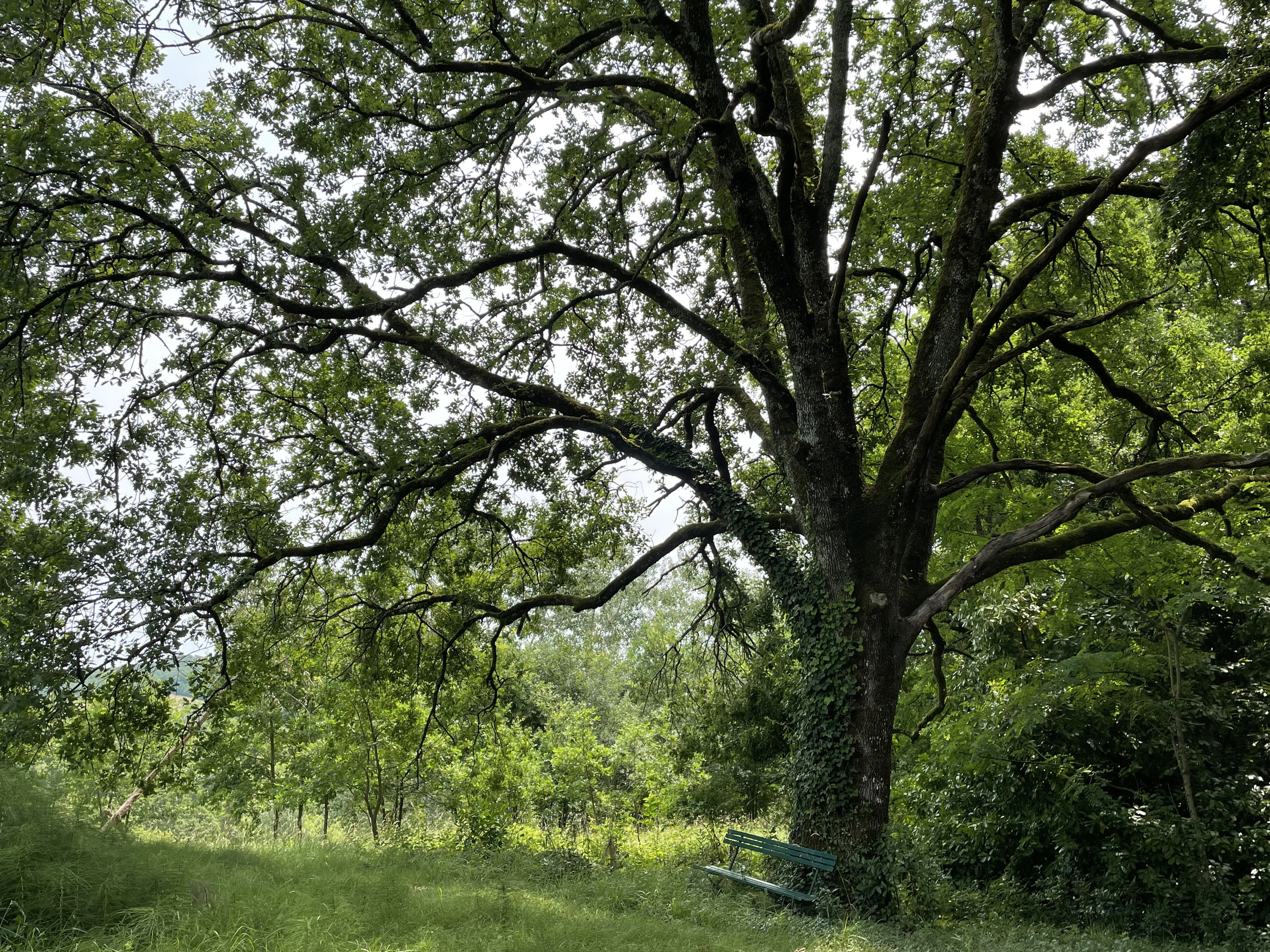 9 Bed, 1 Bath, HouseFor Sale, Bergerac, Dordogne, Aquitaine, 24100