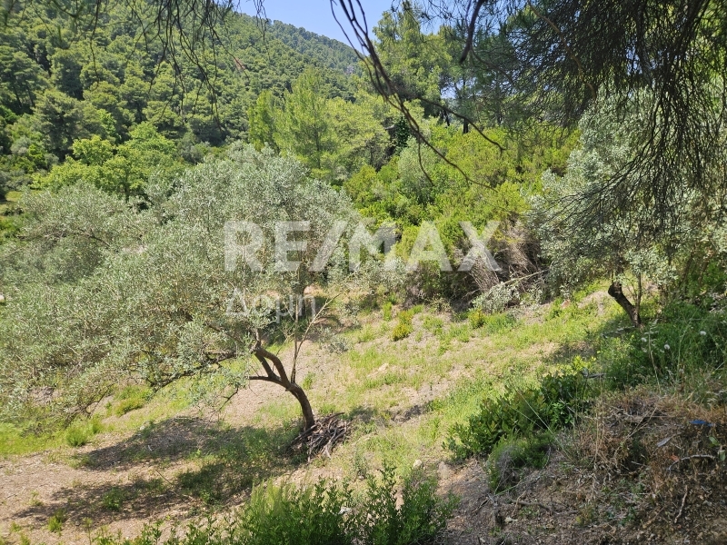 HouseFor Sale, Troullos, Skiathos, Sporades