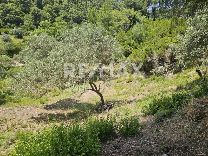 HouseFor Sale, Troullos, Skiathos, Sporades