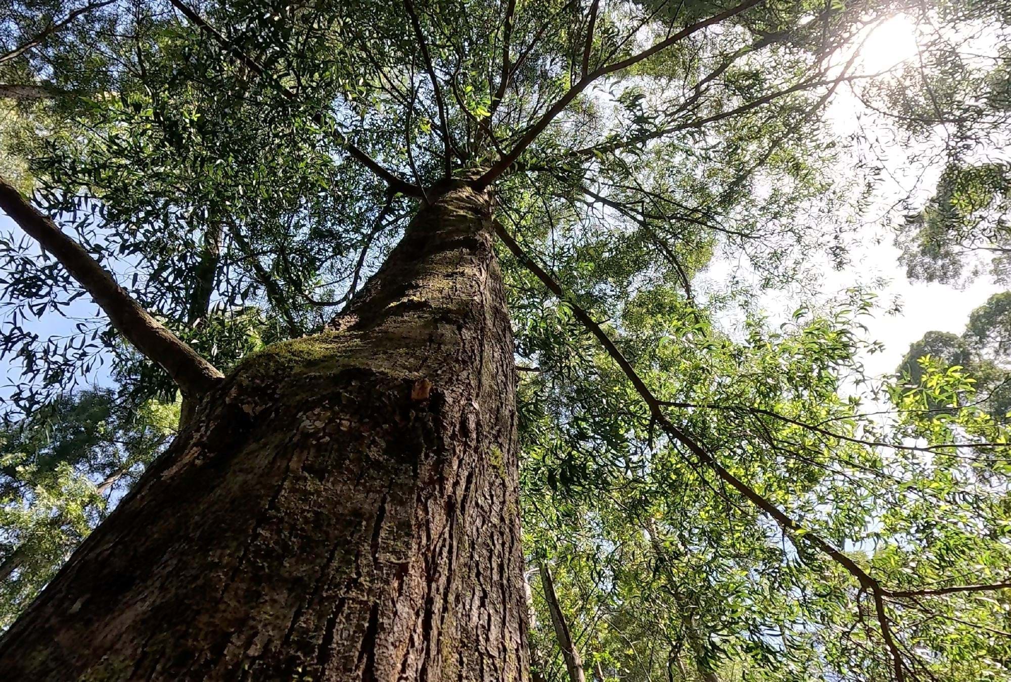 3 Bed, 2 Bath, ApartmentFor Sale, Nazaré, Leiria, 2445-431