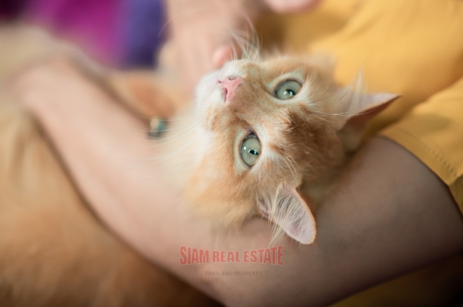 Commercial Property, For Sale