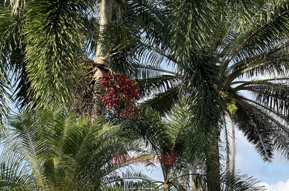 4 Bed, 5 Bath, HouseFor Sale, Ao Nang, Krabi