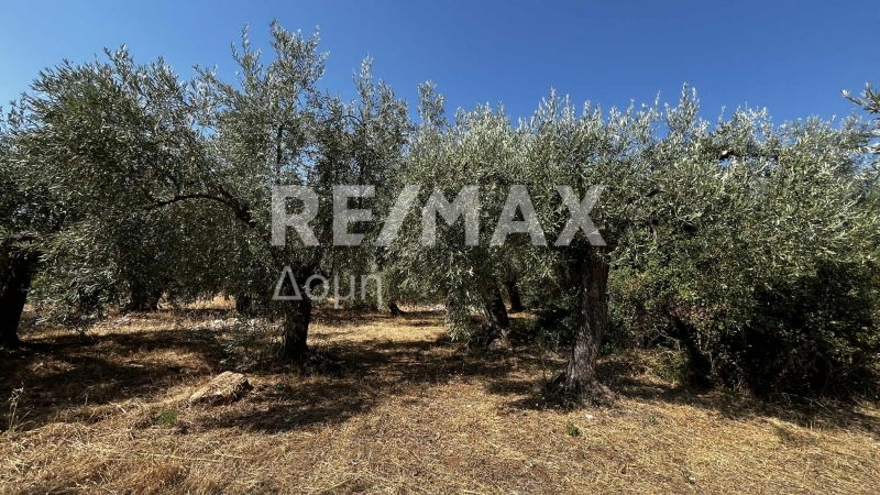 HouseFor Sale, Nies, Sourpi, Magnesia