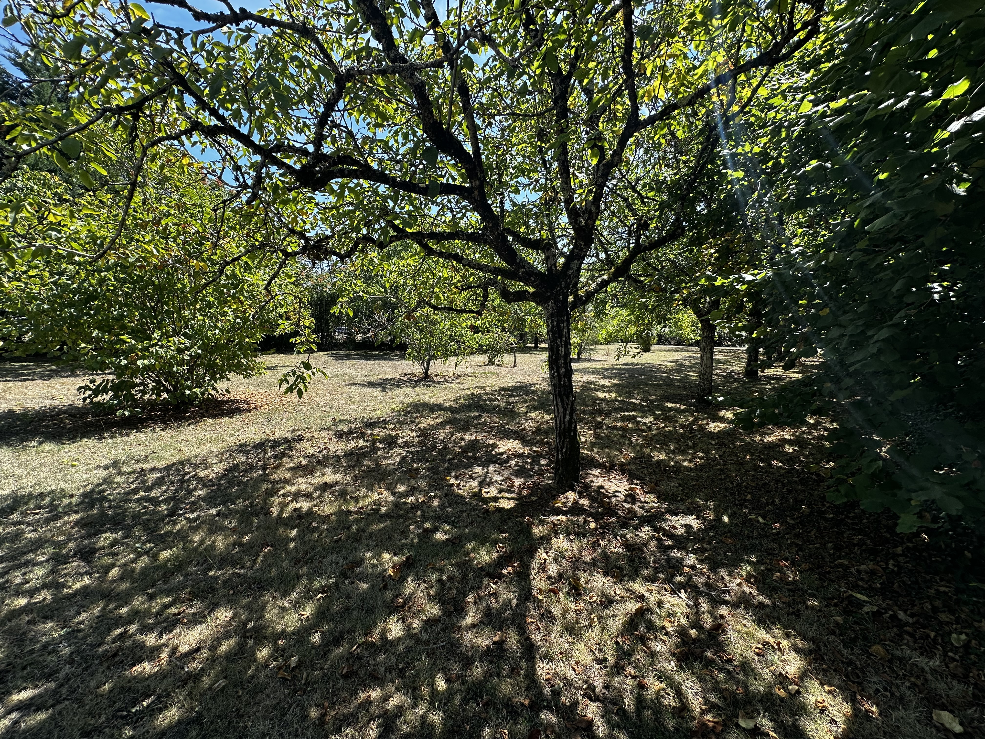 5 Bed, 1 Bath, HouseFor Sale, Loubes bernac, Lot-et-Garonne, Aquitaine, 47120