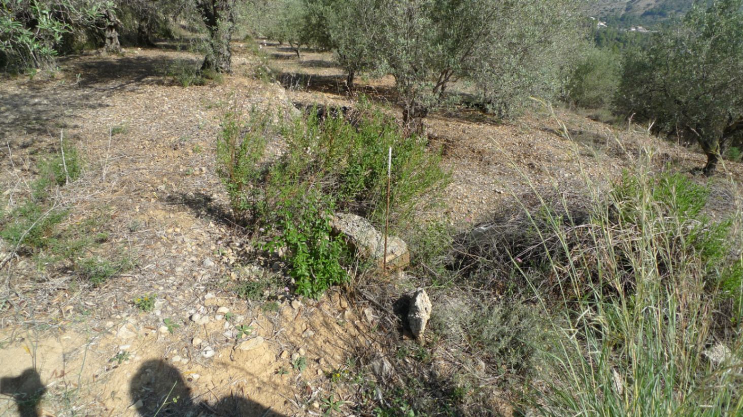 Land, For Sale Land, For Sale