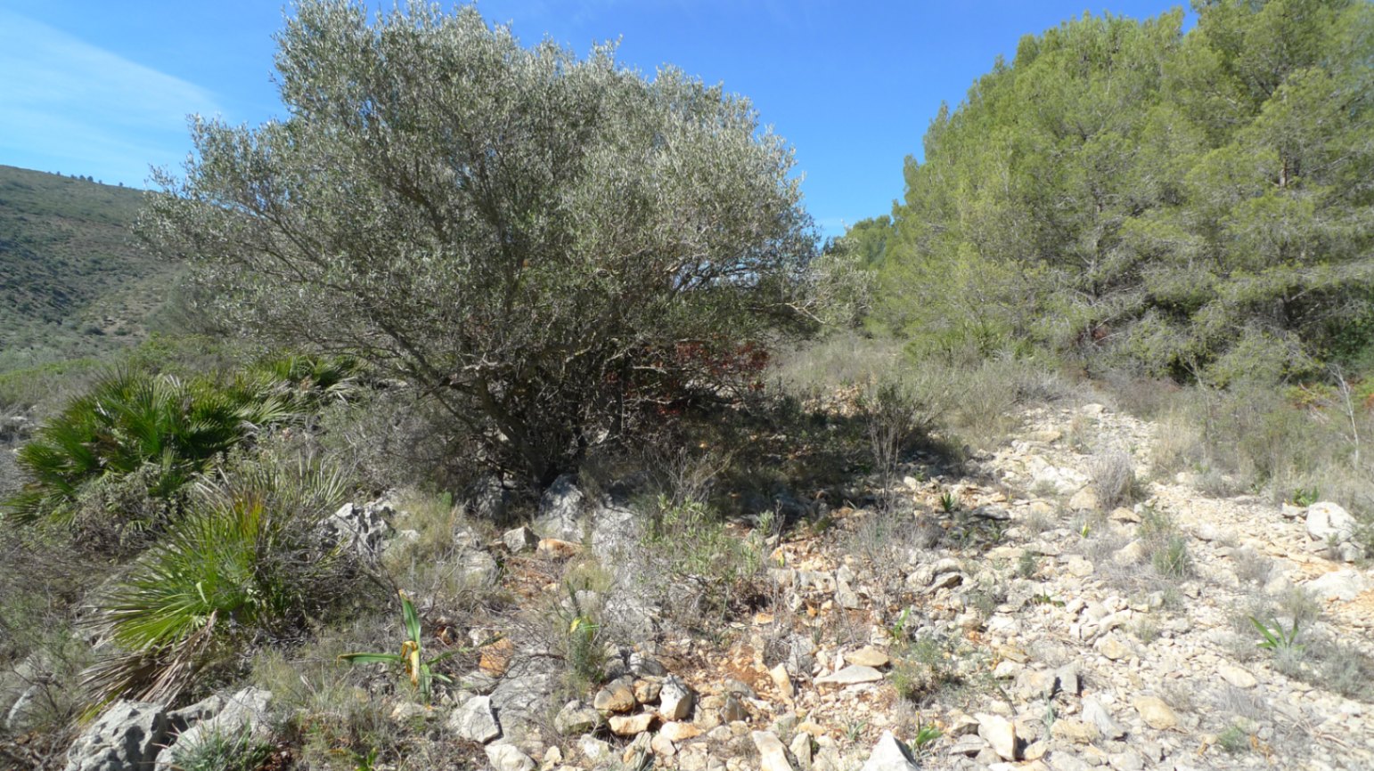 Land, For Sale Land, For Sale