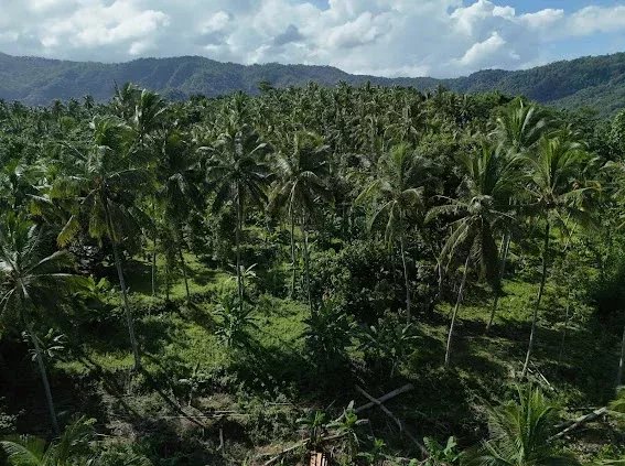 Land, For Sale Land, For Sale