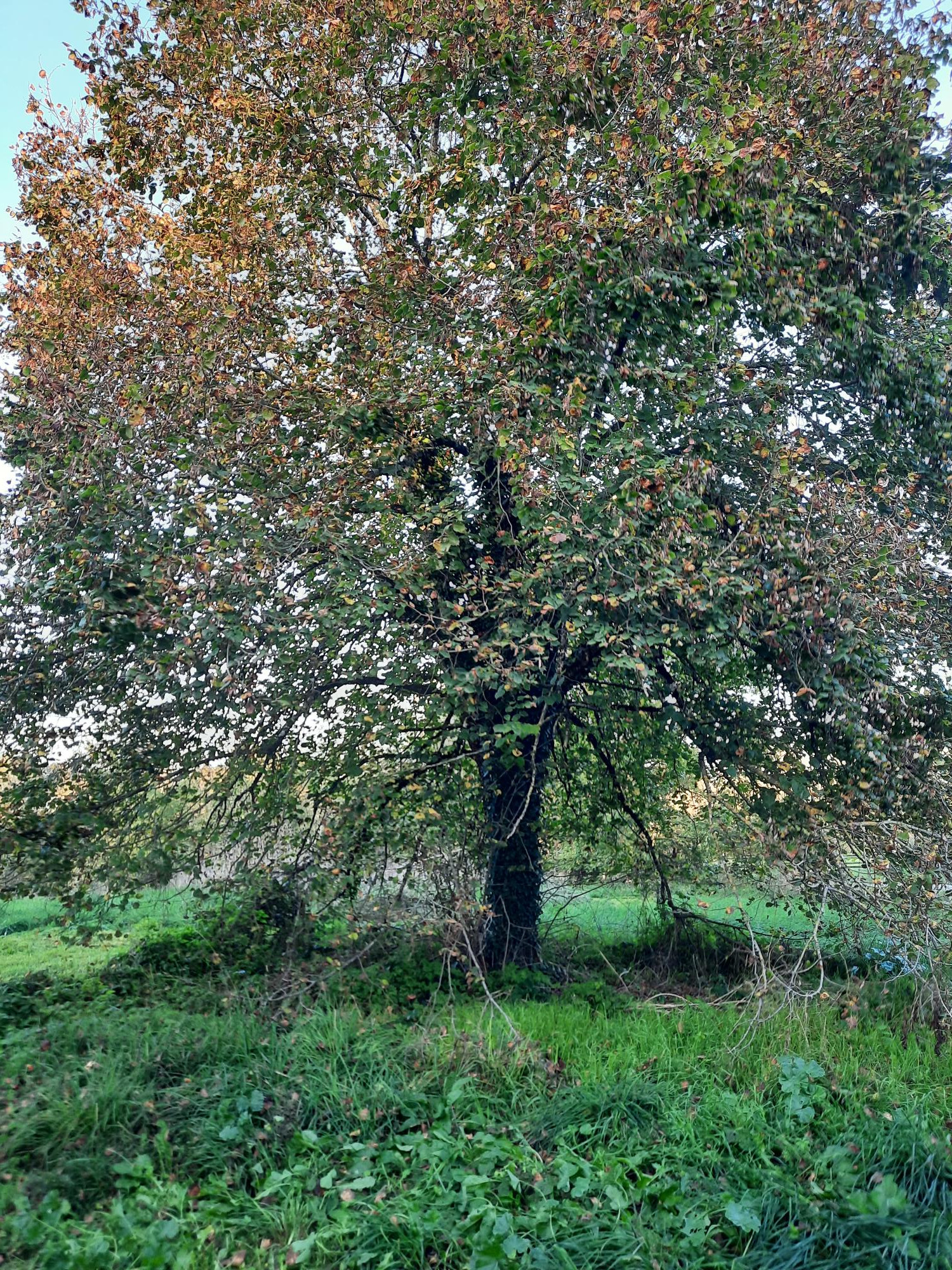 Commercial Property, For Sale