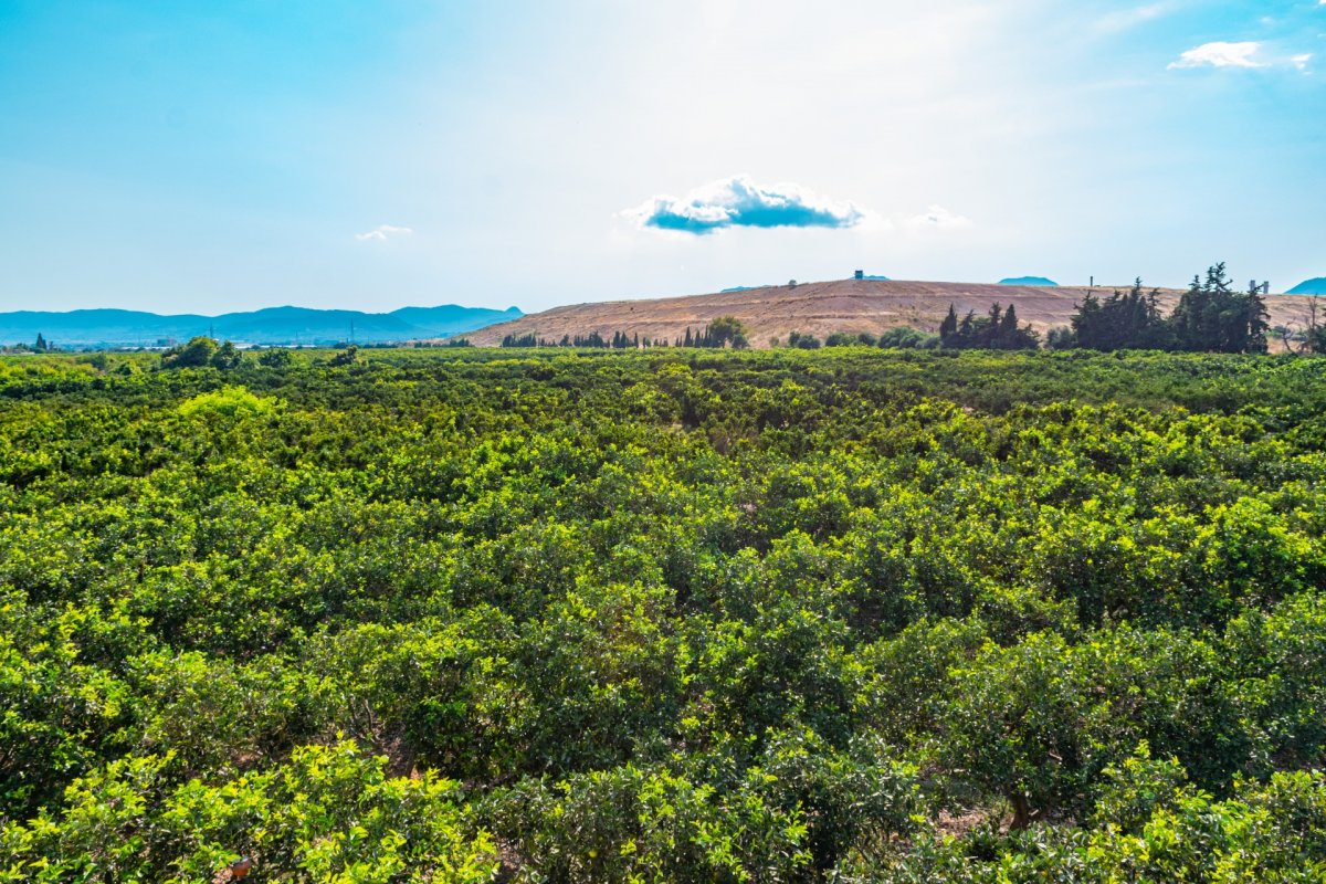 Marratxí, Baleares, 2 Bedrooms Bedrooms, ,1 BathroomBathrooms,For Sale,T-128/7006 Marratxí, Baleares, 2 Bedrooms Bedrooms, ,1 BathroomBathrooms,For Sale,T-128/7006