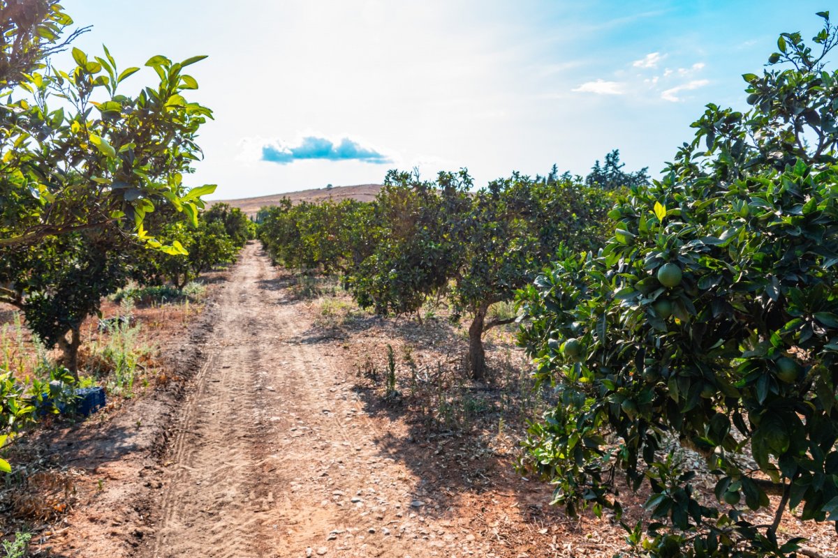 Marratxí, Baleares, 2 Bedrooms Bedrooms, ,1 BathroomBathrooms,For Sale,T-128/7006 Marratxí, Baleares, 2 Bedrooms Bedrooms, ,1 BathroomBathrooms,For Sale,T-128/7006