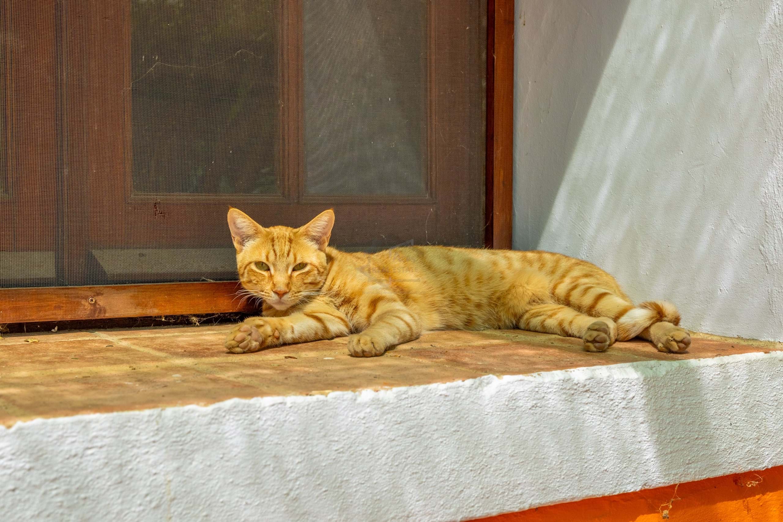 7 Bed, 5 Bath, HouseFor Sale, Sao Bras De Alportel, Faro, 8150-041