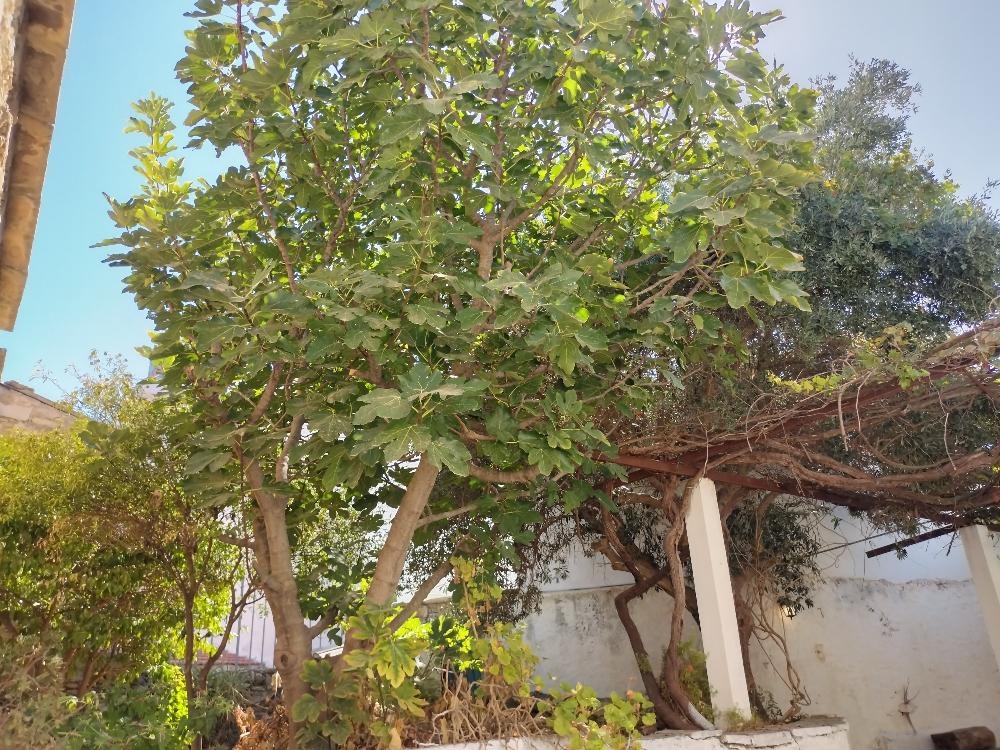 HouseFor Sale, Chania, Crete