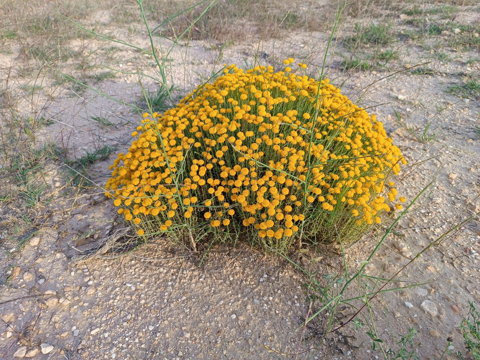 1 Bed, 1 Bath, HouseFor Sale, Yecla, Murcia 1 Bed, 1 Bath, HouseFor Sale, Yecla, Murcia